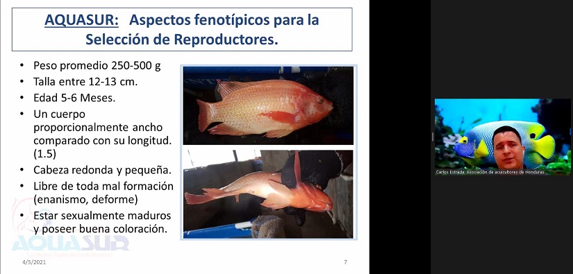 TILAPIA
